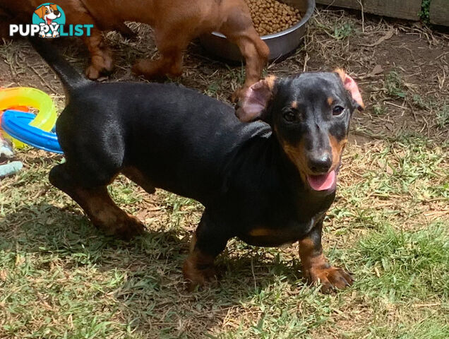 Mini Dachshund Puppies looking for their furever home 2 x Males left