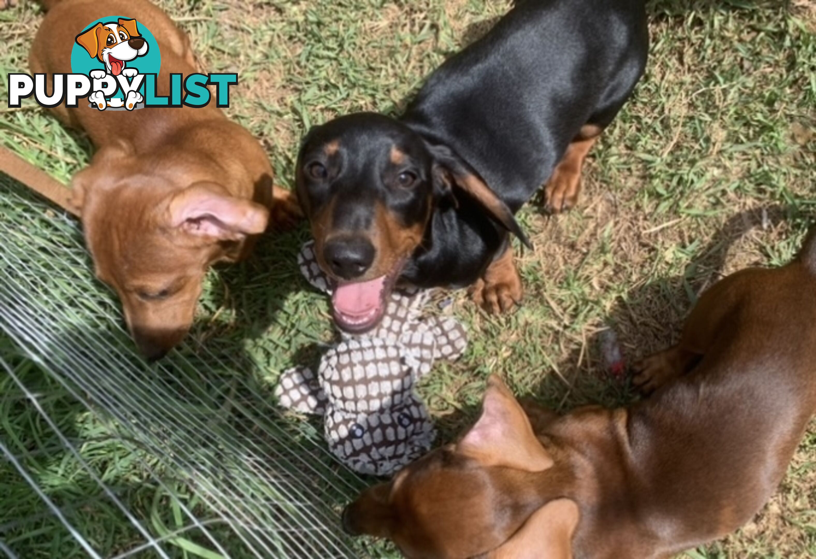 Mini Dachshund Puppies looking for their furever home 2 x Males left