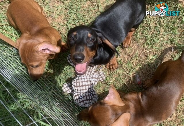 Mini Dachshund Puppies looking for their furever home 2 x Males left