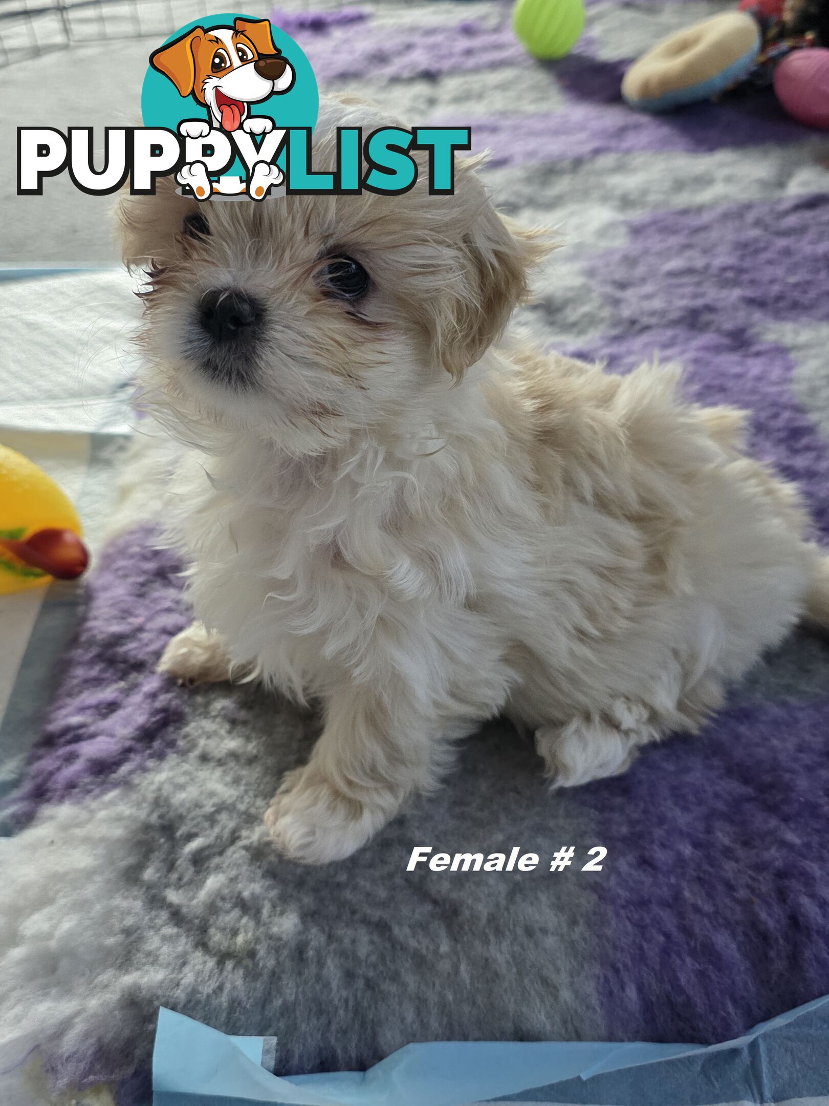Maltese X Shih Tzu puppies looking for their forever homes