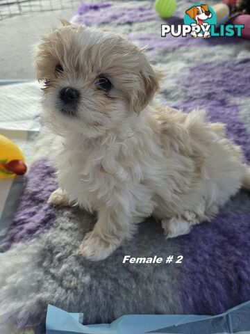 Maltese X Shih Tzu puppies looking for their forever homes