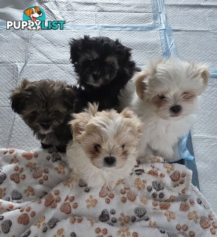 Maltese X Shih Tzu puppies looking for their forever homes