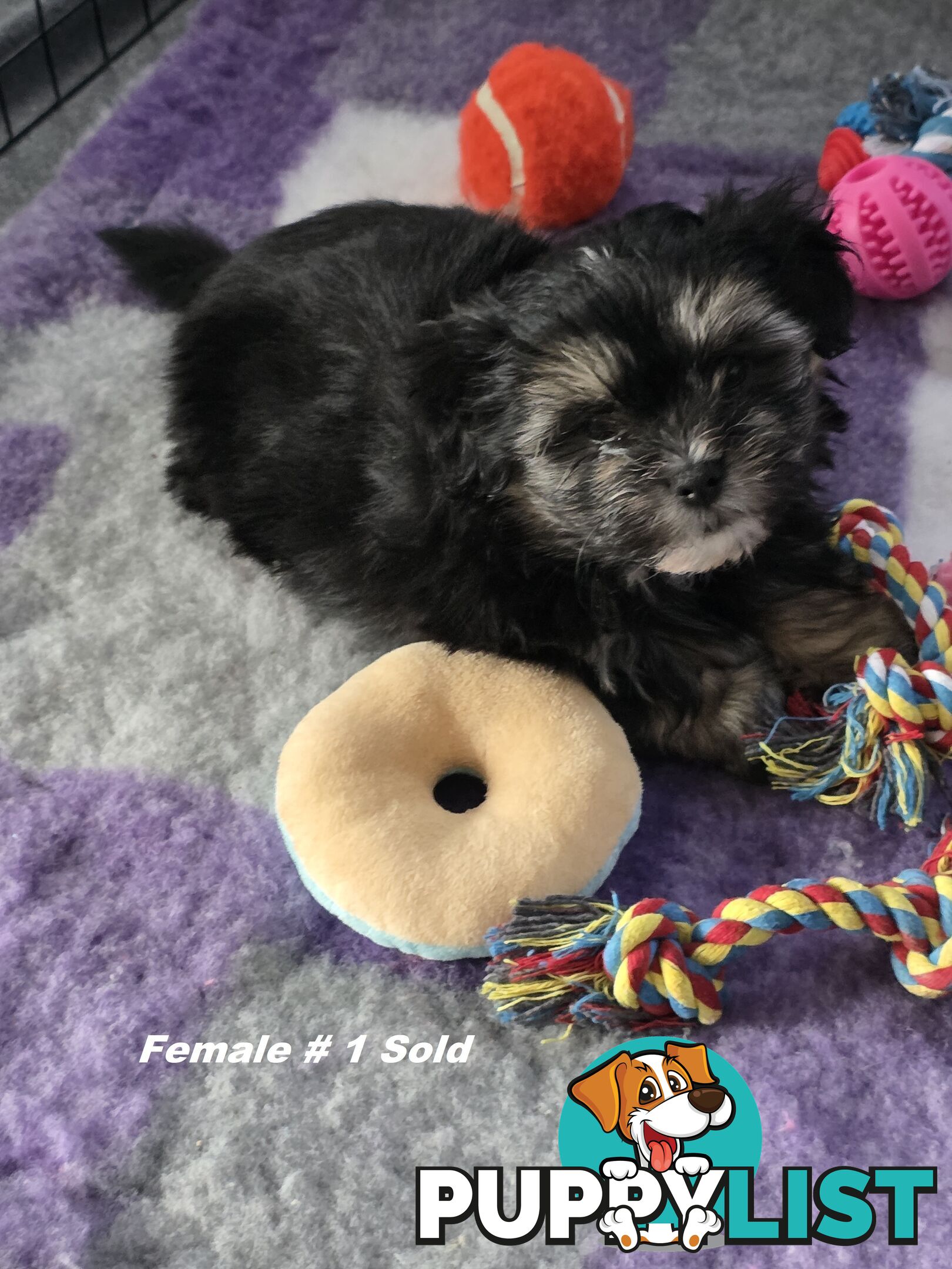 Maltese X Shih Tzu puppies looking for their forever homes