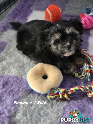 Maltese X Shih Tzu puppies looking for their forever homes