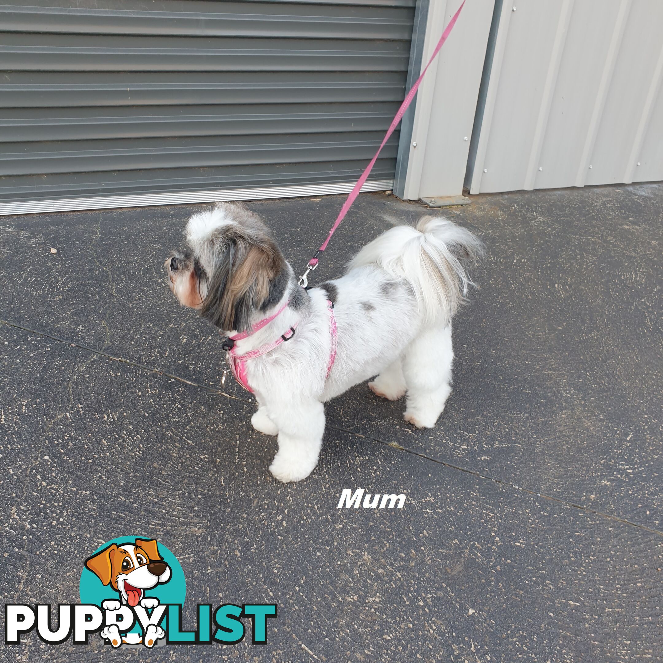 Maltese X Shih Tzu puppies looking for their forever homes