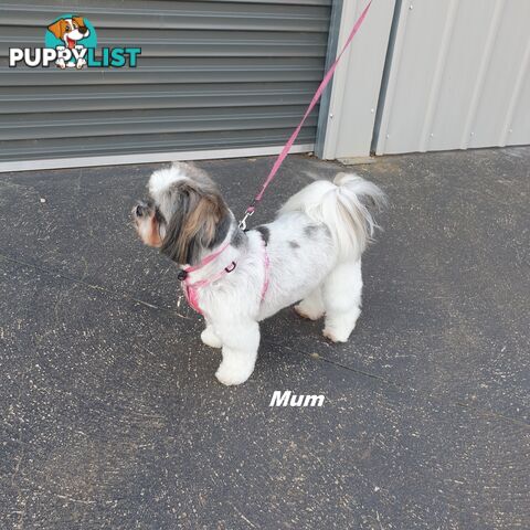 Maltese X Shih Tzu puppies looking for their forever homes
