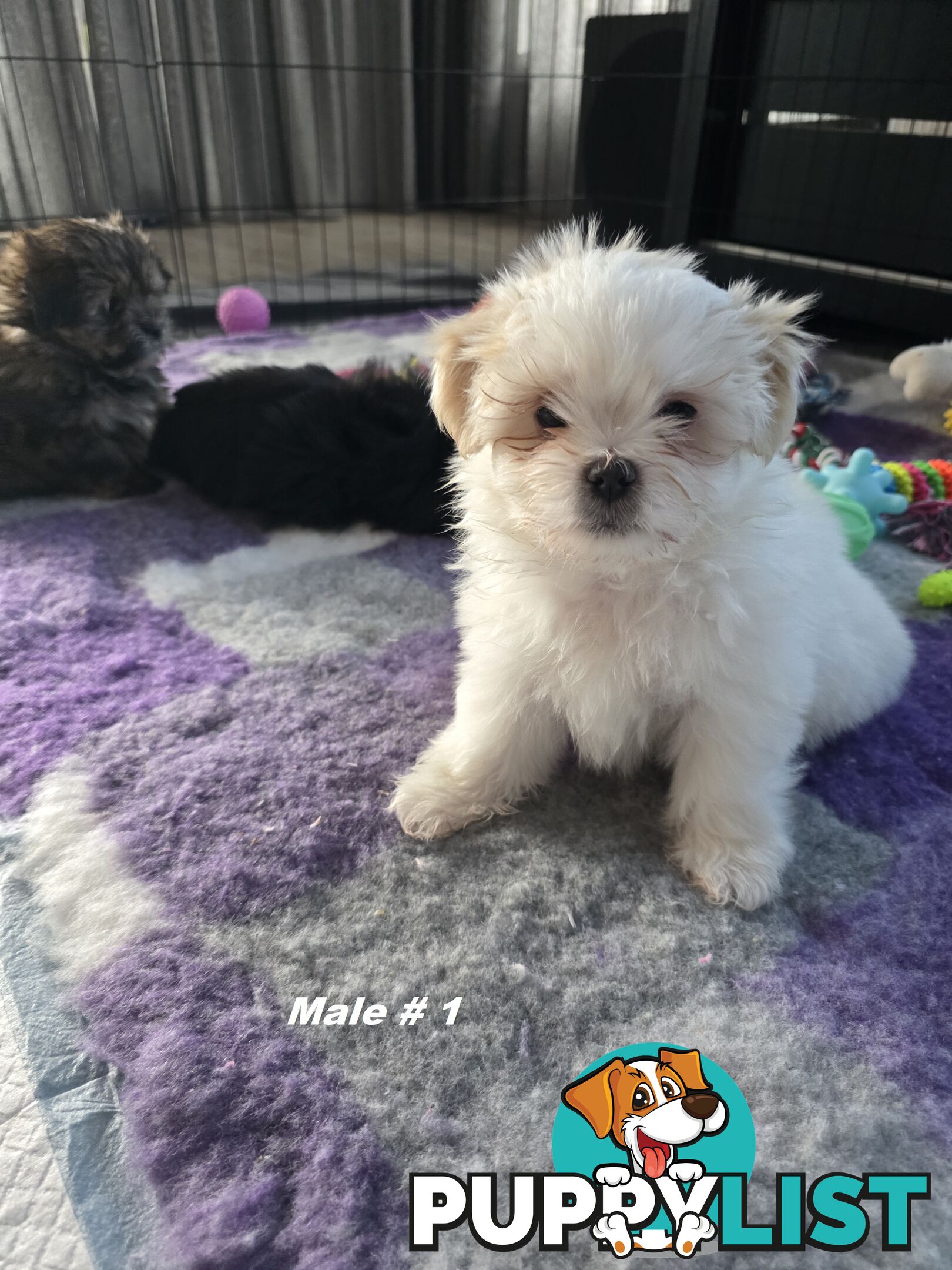 Maltese X Shih Tzu puppies looking for their forever homes