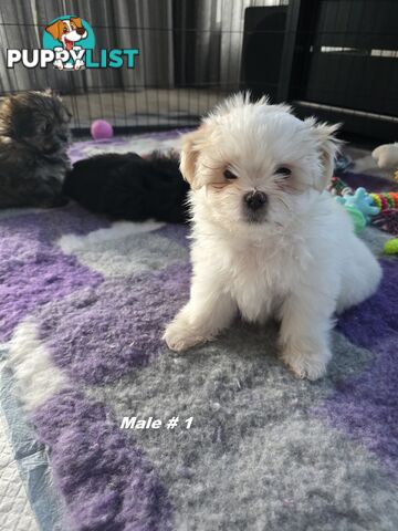 Maltese X Shih Tzu puppies looking for their forever homes