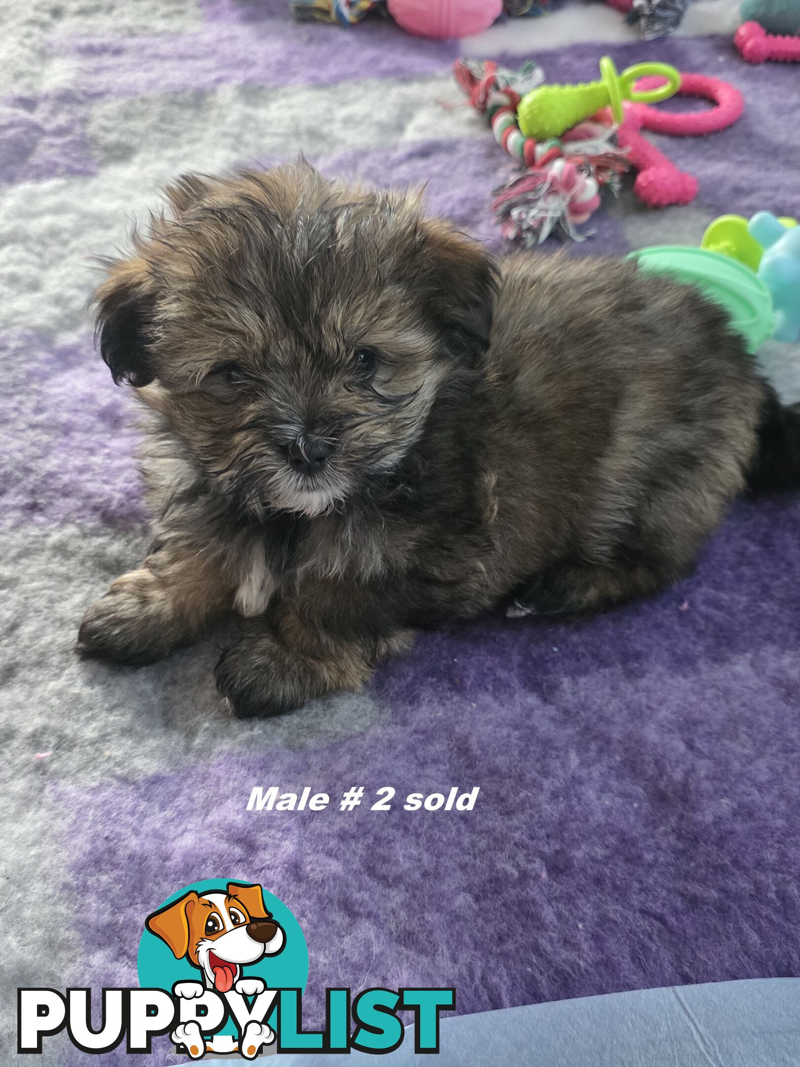 Maltese X Shih Tzu puppies looking for their forever homes