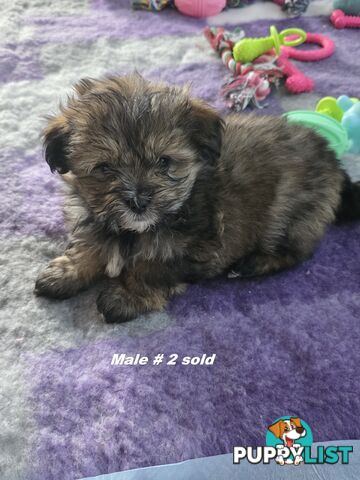 Maltese X Shih Tzu puppies looking for their forever homes