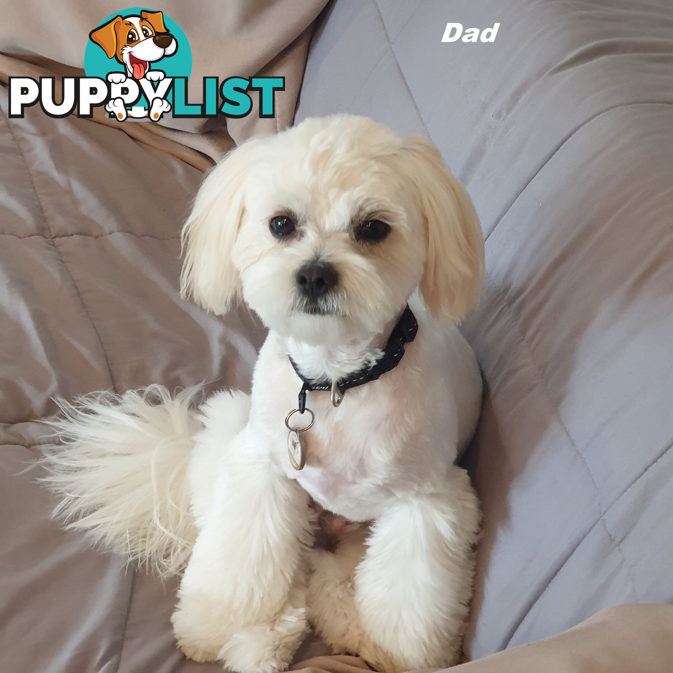 Maltese X Shih Tzu puppies looking for their forever homes