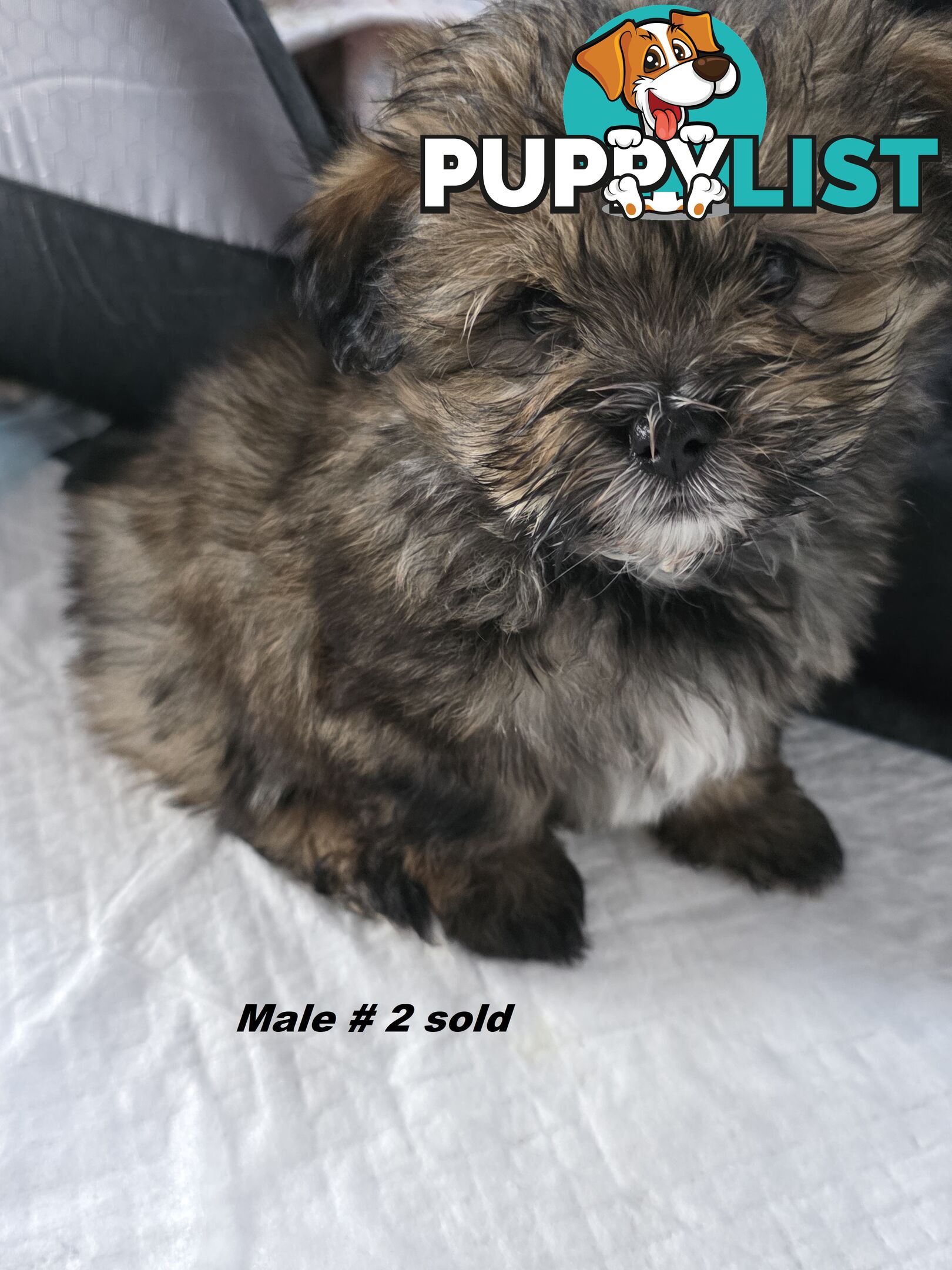 Maltese X Shih Tzu puppies looking for their forever homes