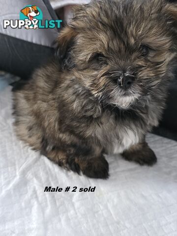 Maltese X Shih Tzu puppies looking for their forever homes