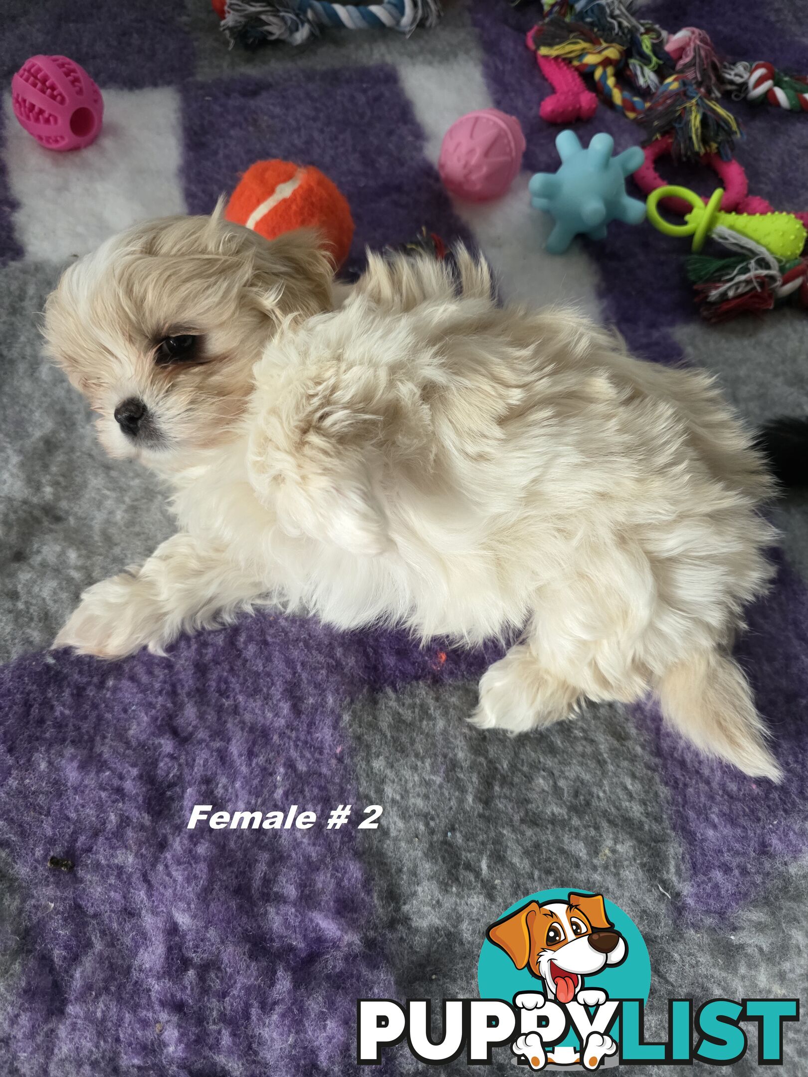Maltese X Shih Tzu puppies looking for their forever homes