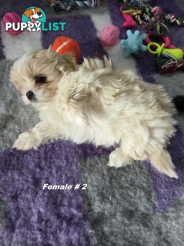 Maltese X Shih Tzu puppies looking for their forever homes
