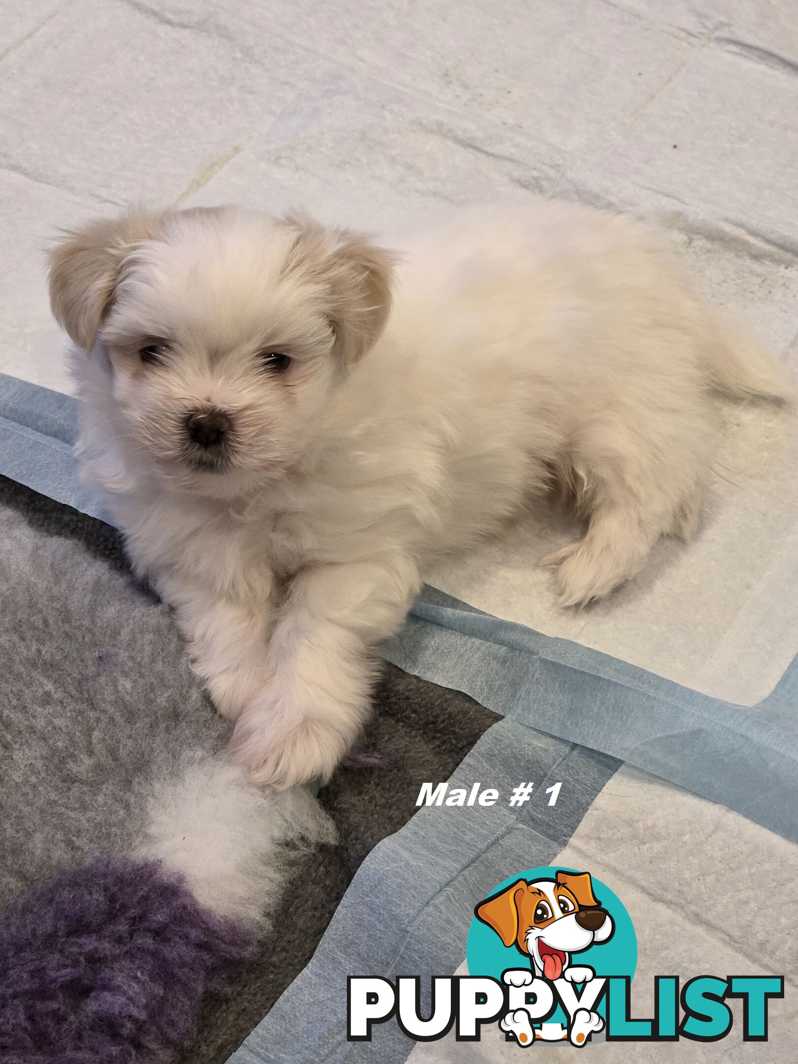 Maltese X Shih Tzu puppies looking for their forever homes
