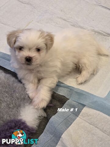 Maltese X Shih Tzu puppies looking for their forever homes