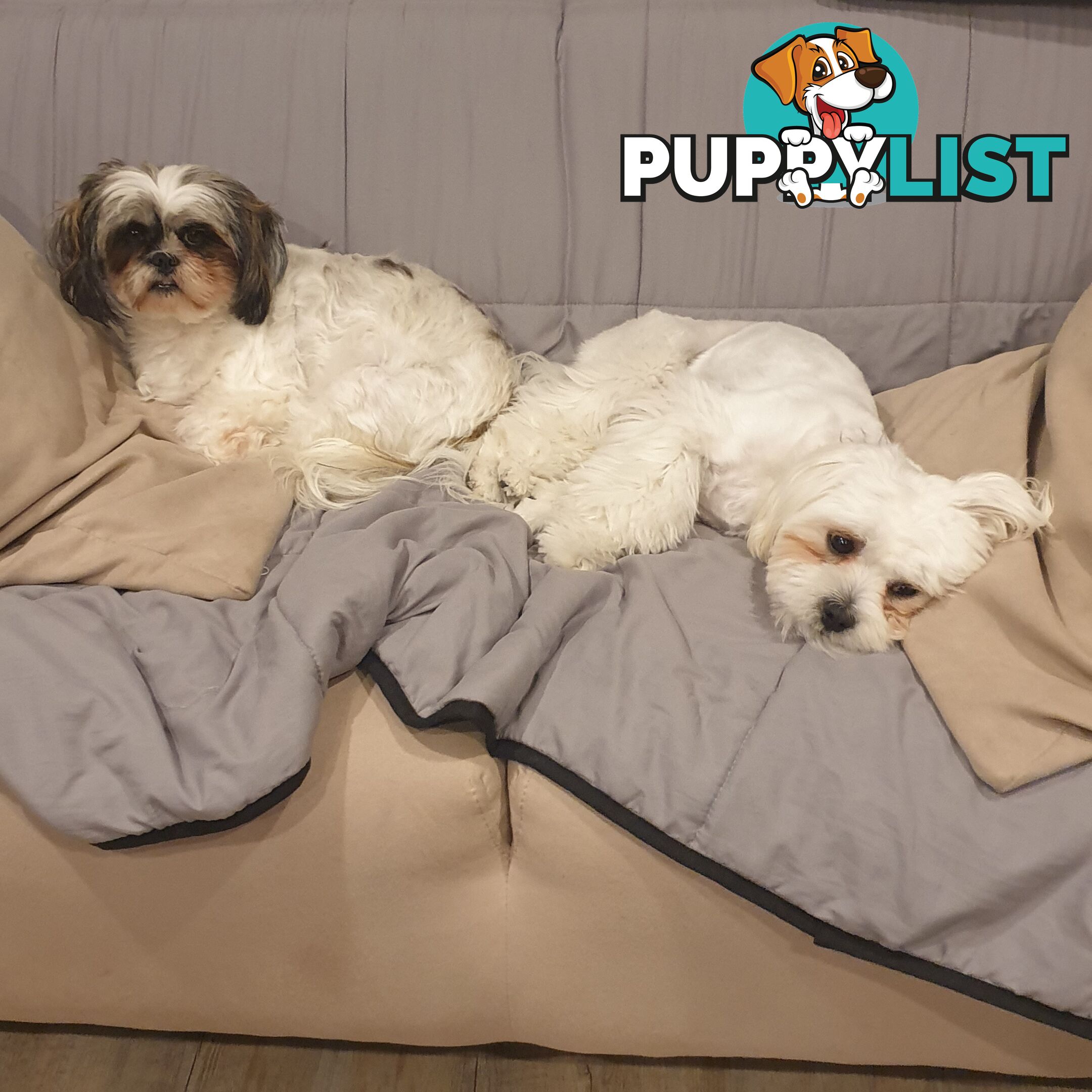 Maltese X Shih Tzu puppies looking for their forever homes