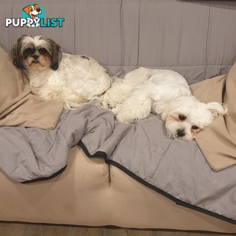 Maltese X Shih Tzu puppies looking for their forever homes
