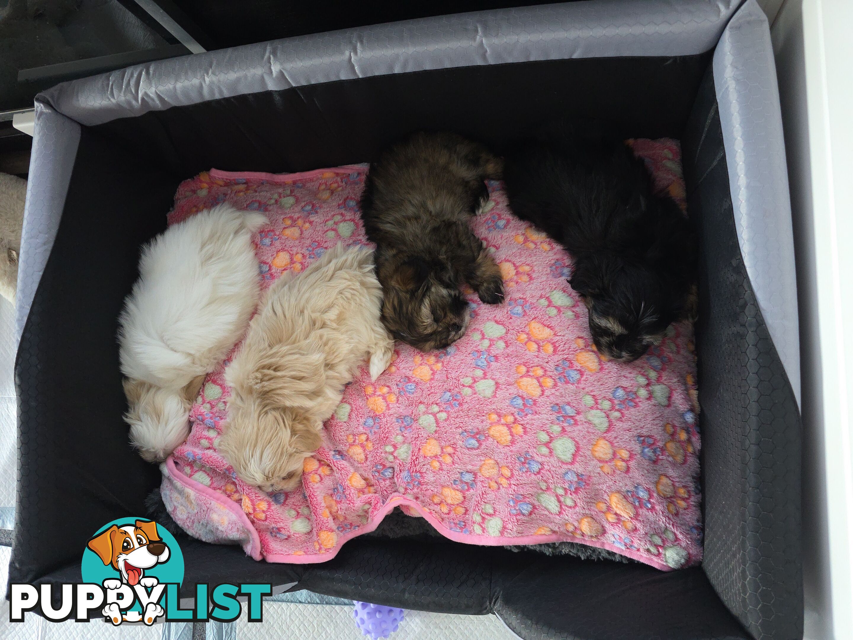 Maltese X Shih Tzu puppies looking for their forever homes