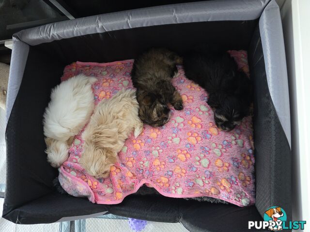 Maltese X Shih Tzu puppies looking for their forever homes