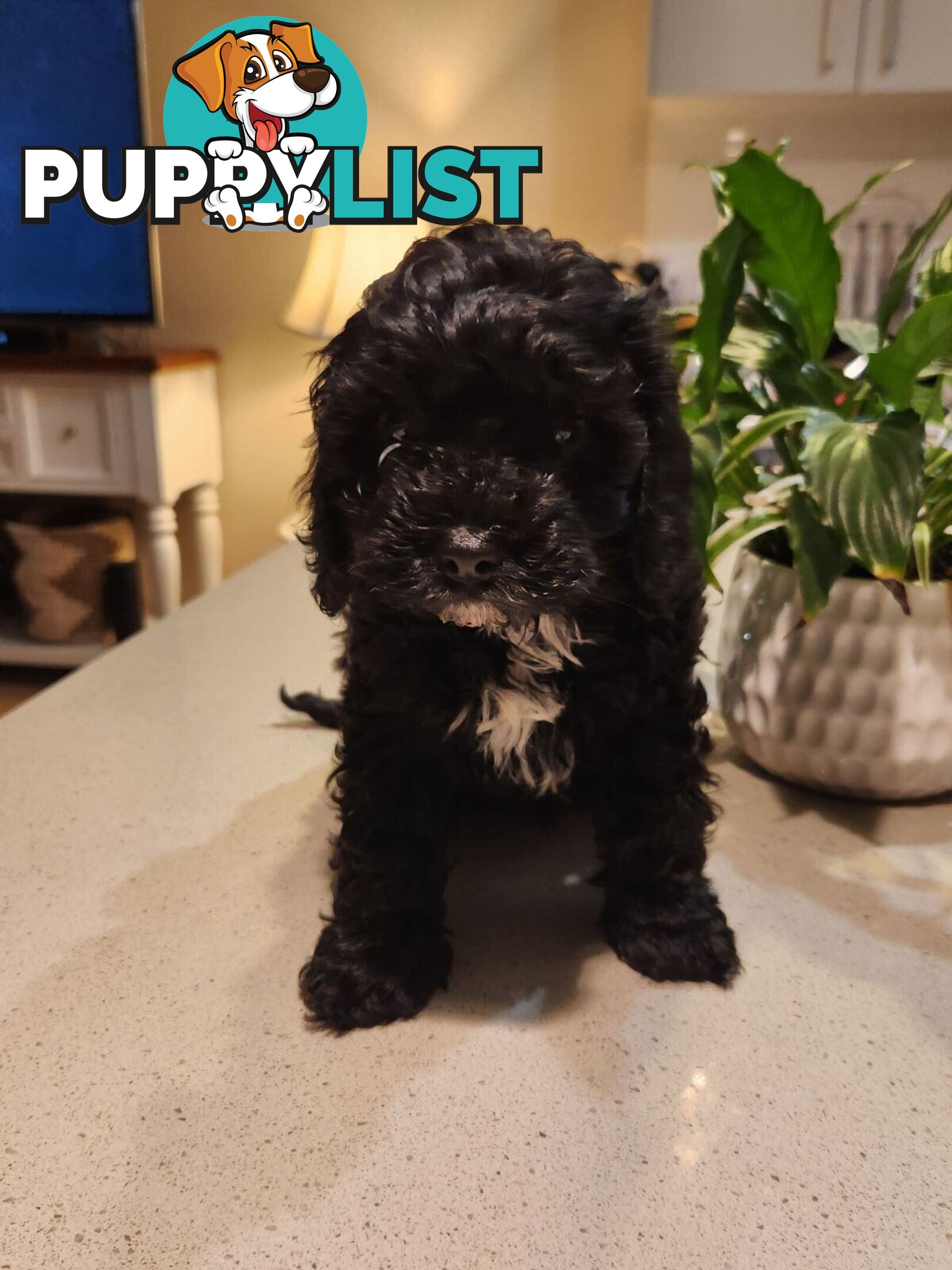 Cavoodle F1 Puppy