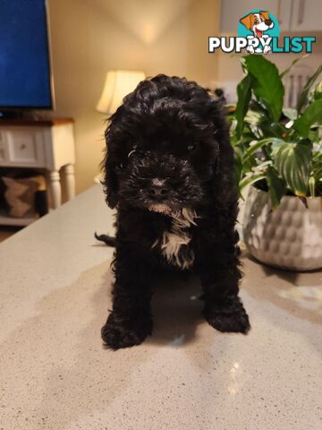 Cavoodle F1 Puppy