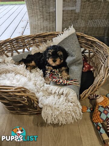 Toy Cavoodle Puppies