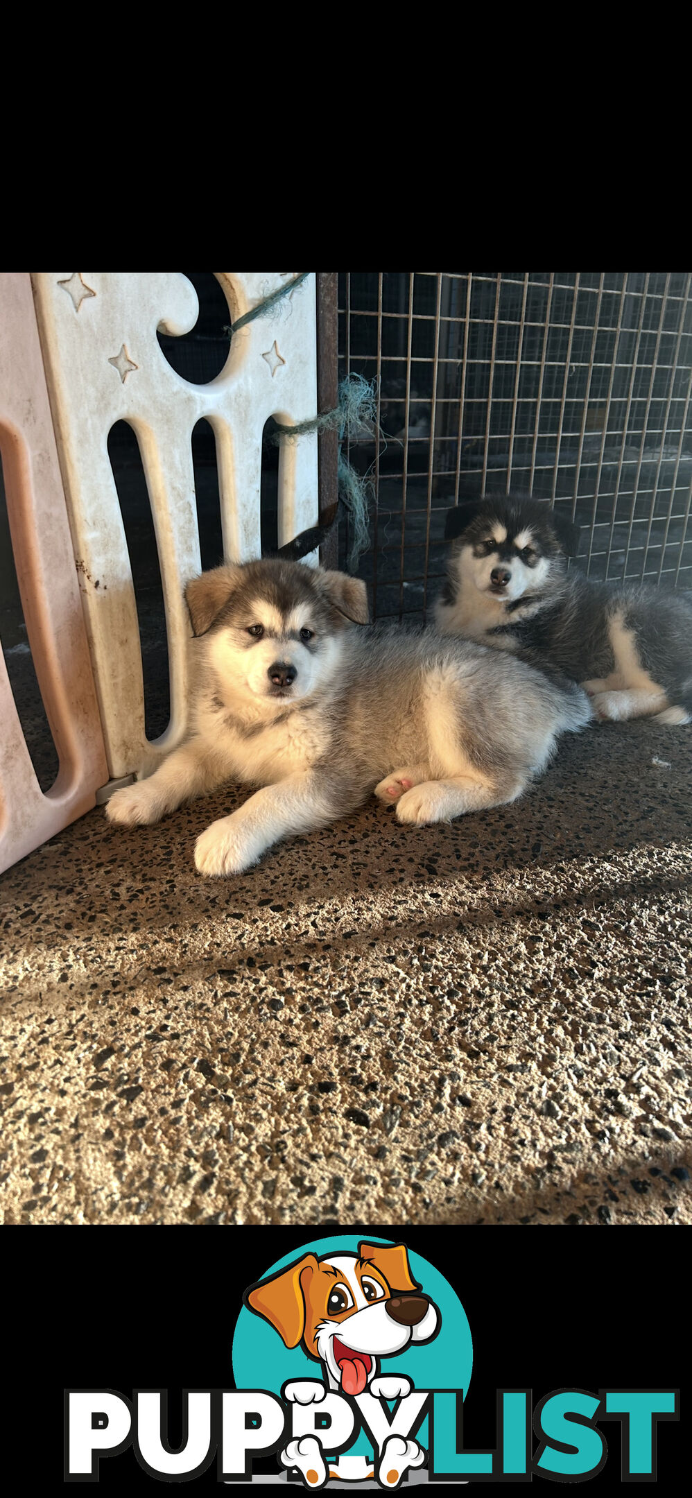 Purebred Alaskan malamute puppies