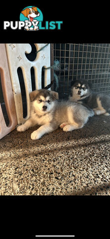 Purebred Alaskan malamute puppies
