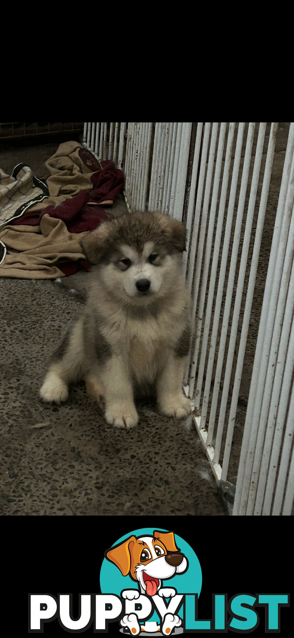 Purebred Alaskan malamute puppies