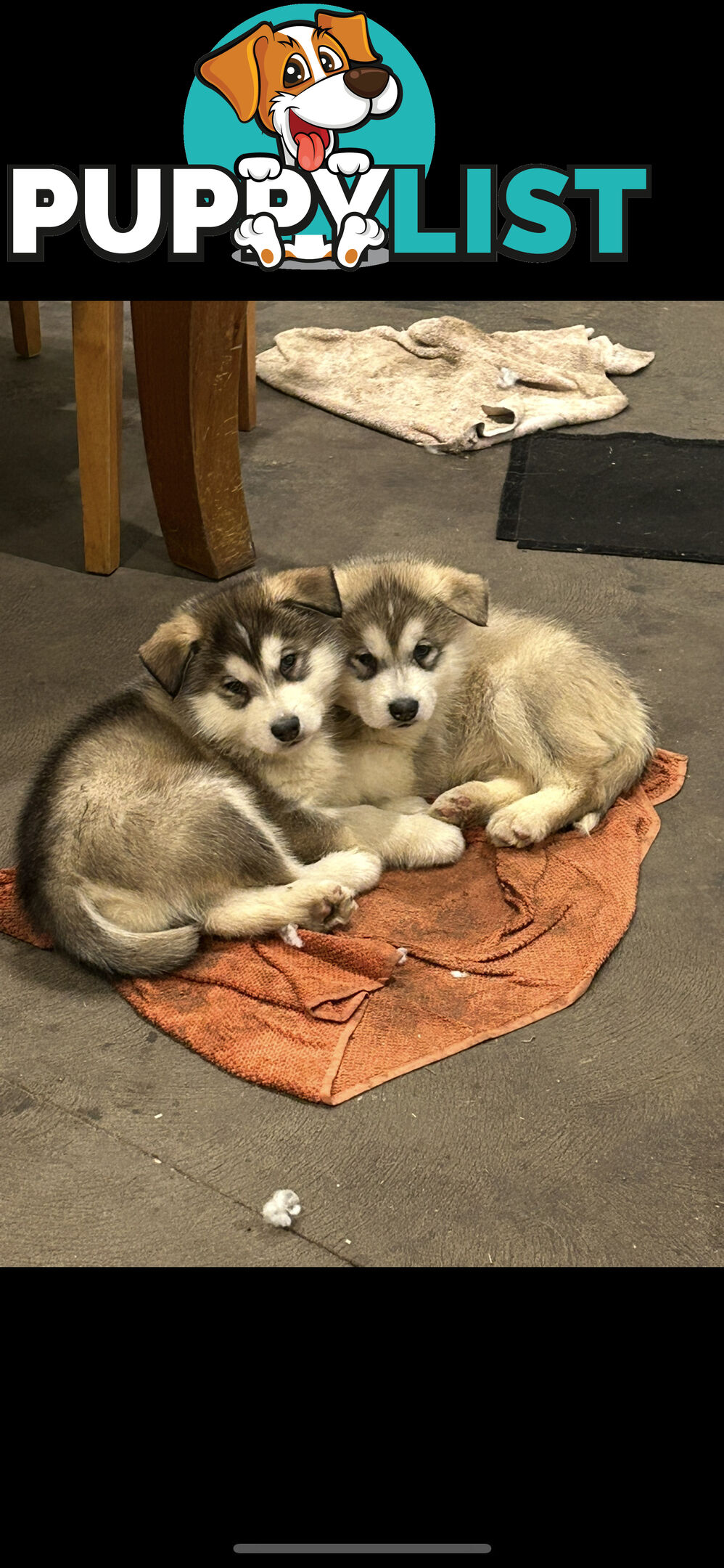 Purebred Alaskan malamute puppies