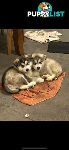 Purebred Alaskan malamute puppies