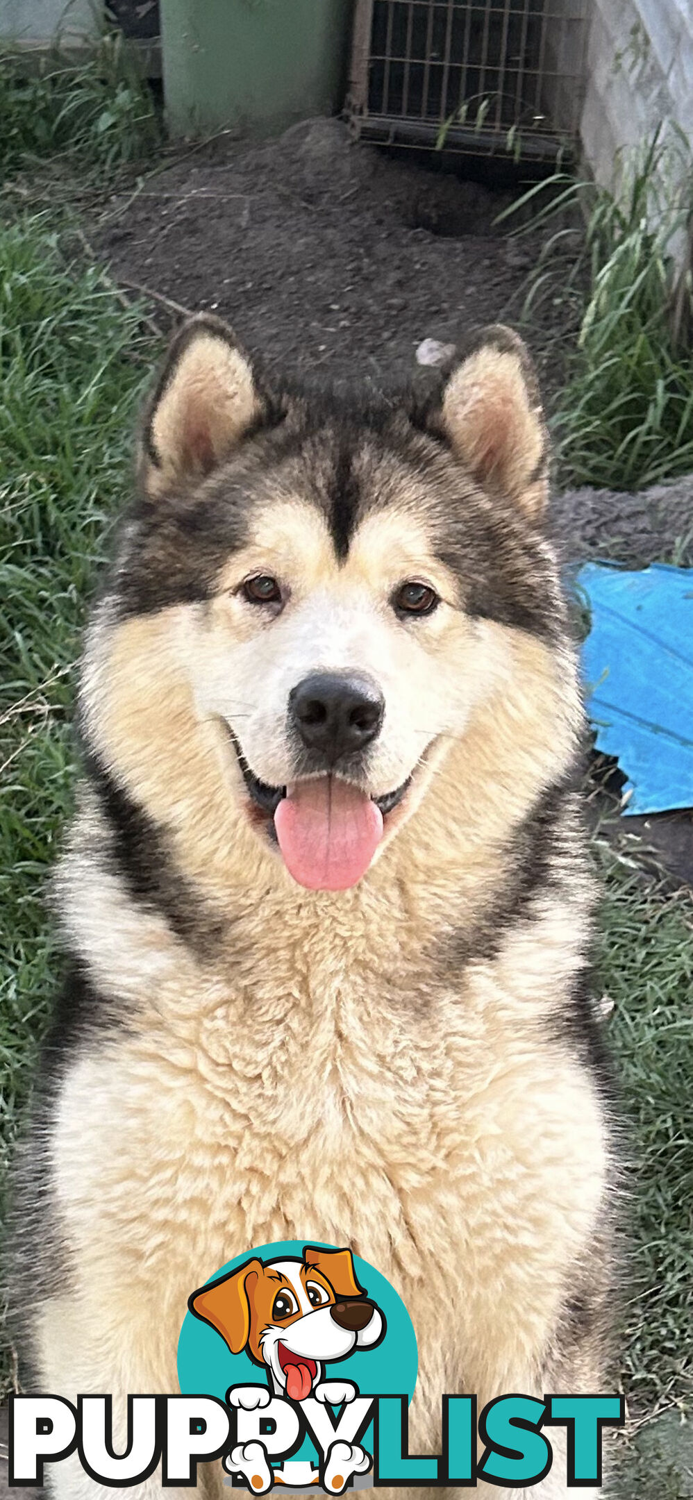 Purebred Alaskan malamute puppies
