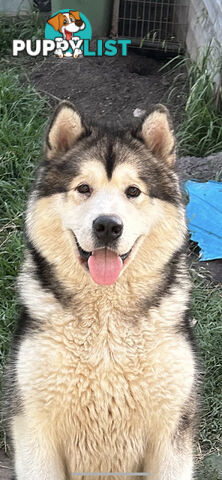 Purebred Alaskan malamute puppies