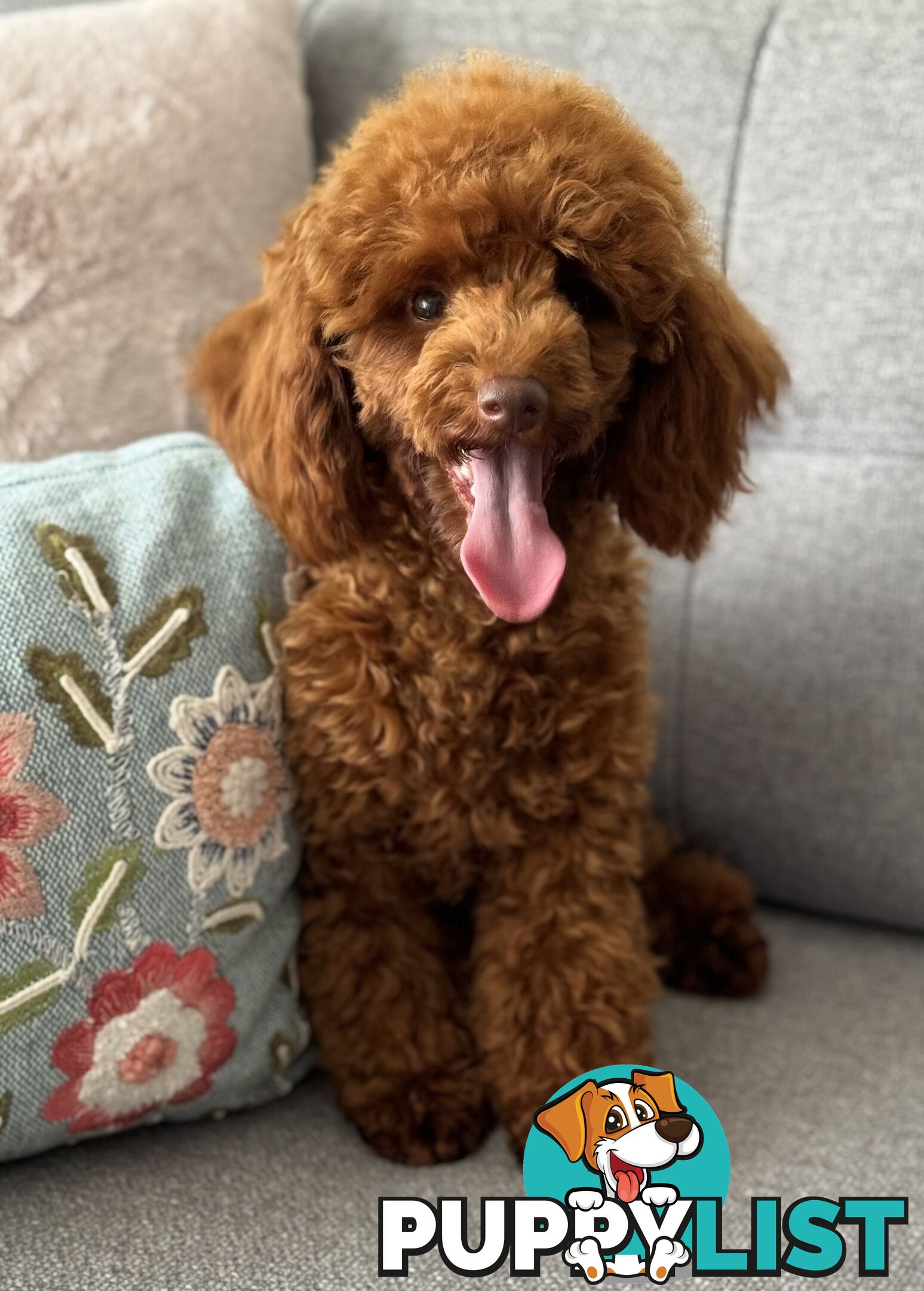 STUD DOG RED TOY POODLE STUD SERVICE