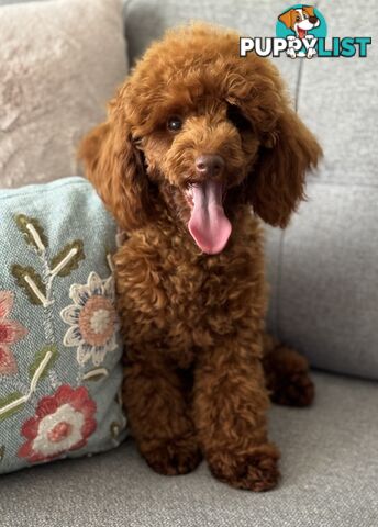 STUD DOG RED TOY POODLE STUD SERVICE