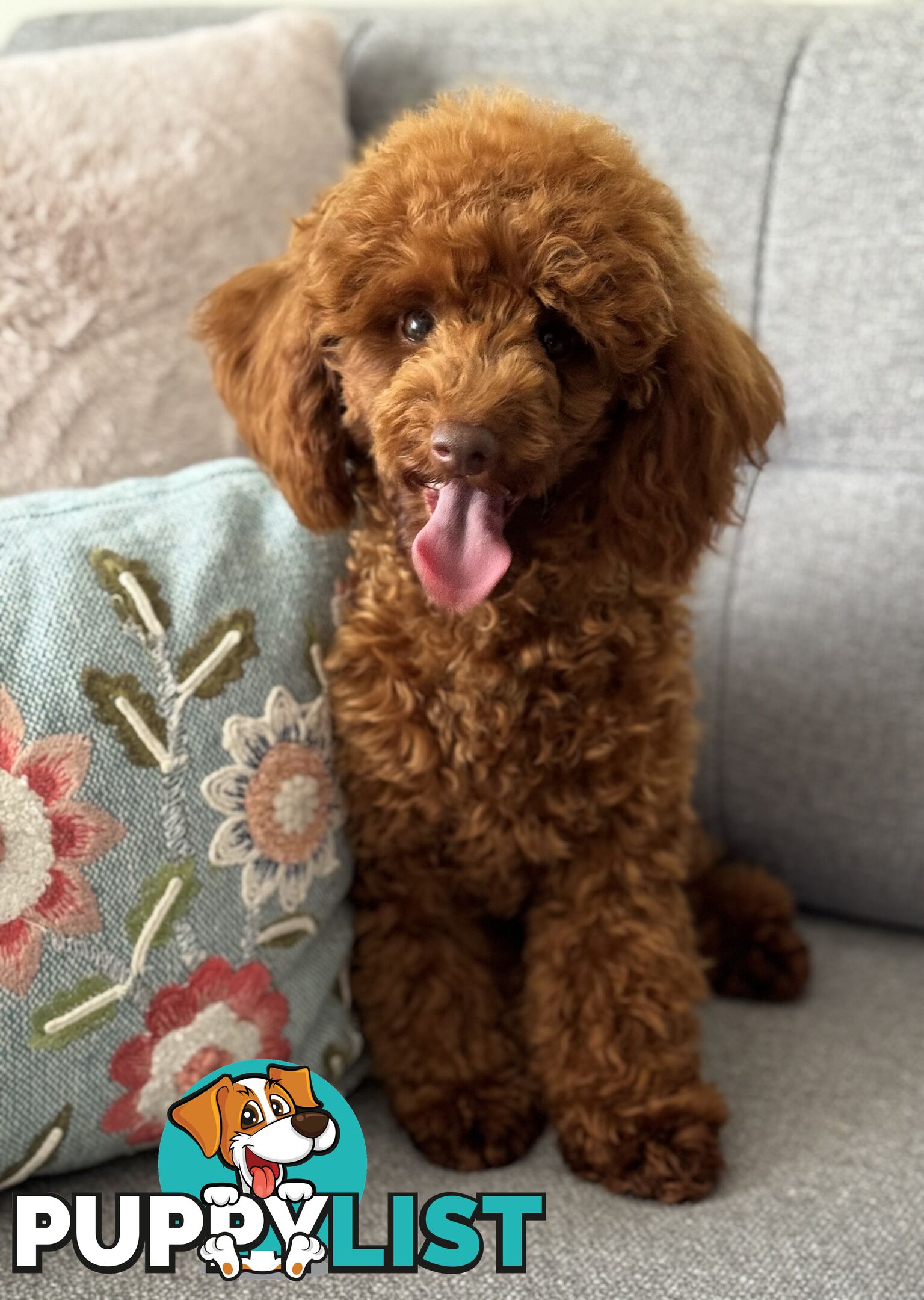 STUD DOG RED TOY POODLE STUD SERVICE