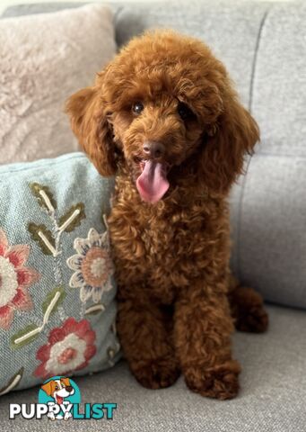 STUD DOG RED TOY POODLE STUD SERVICE