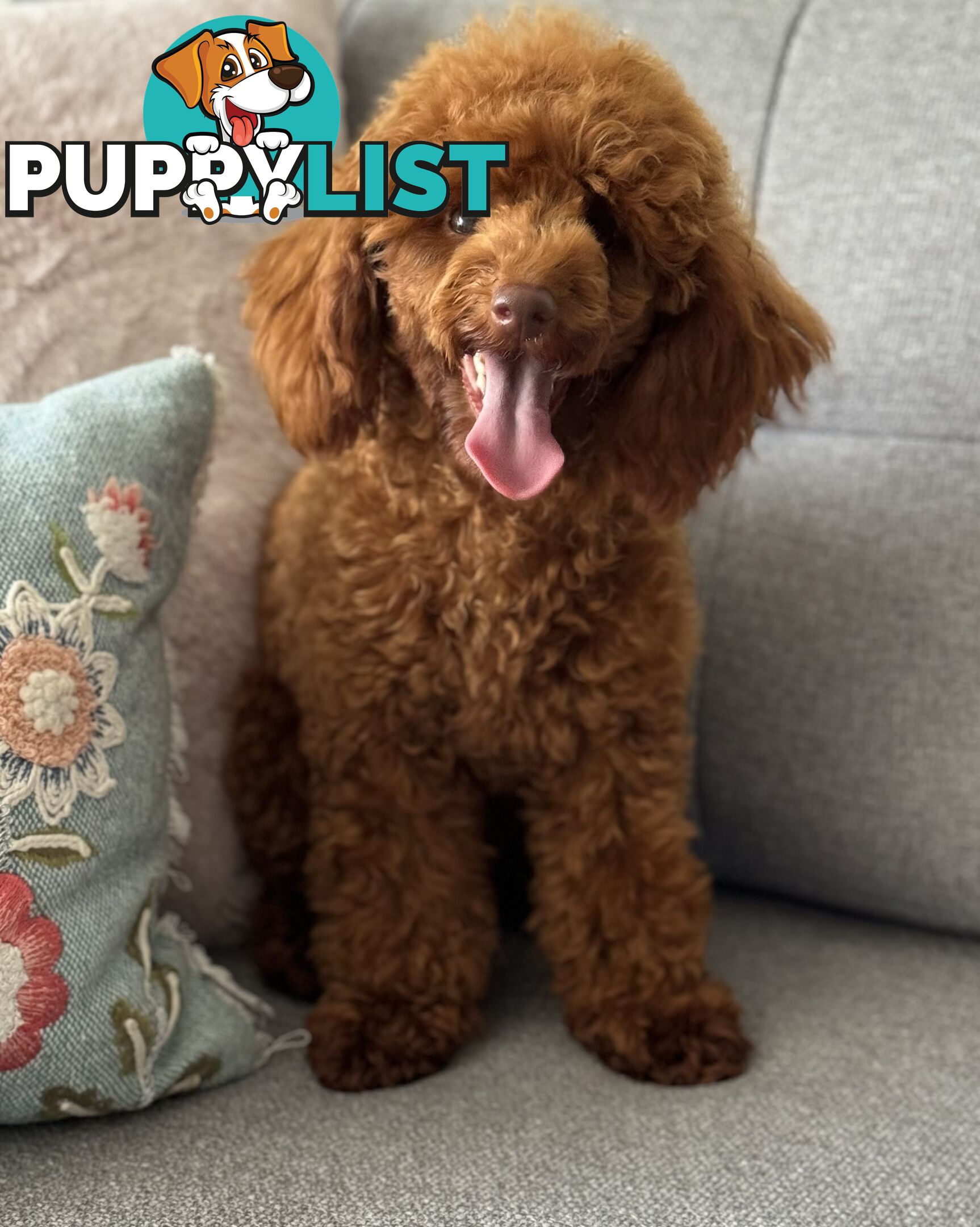 STUD DOG RED TOY POODLE STUD SERVICE