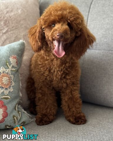 STUD DOG RED TOY POODLE STUD SERVICE