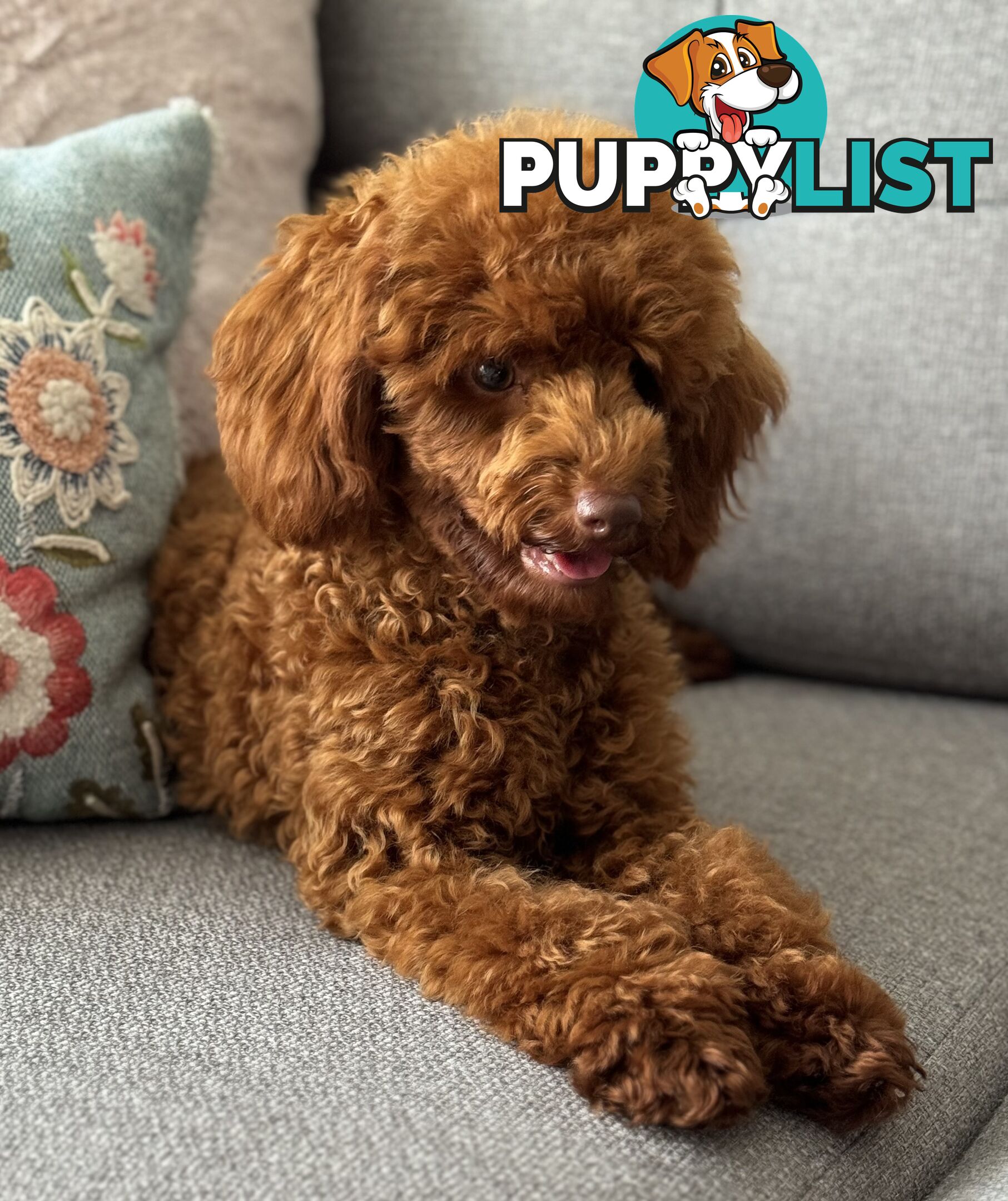 STUD DOG RED TOY POODLE STUD SERVICE