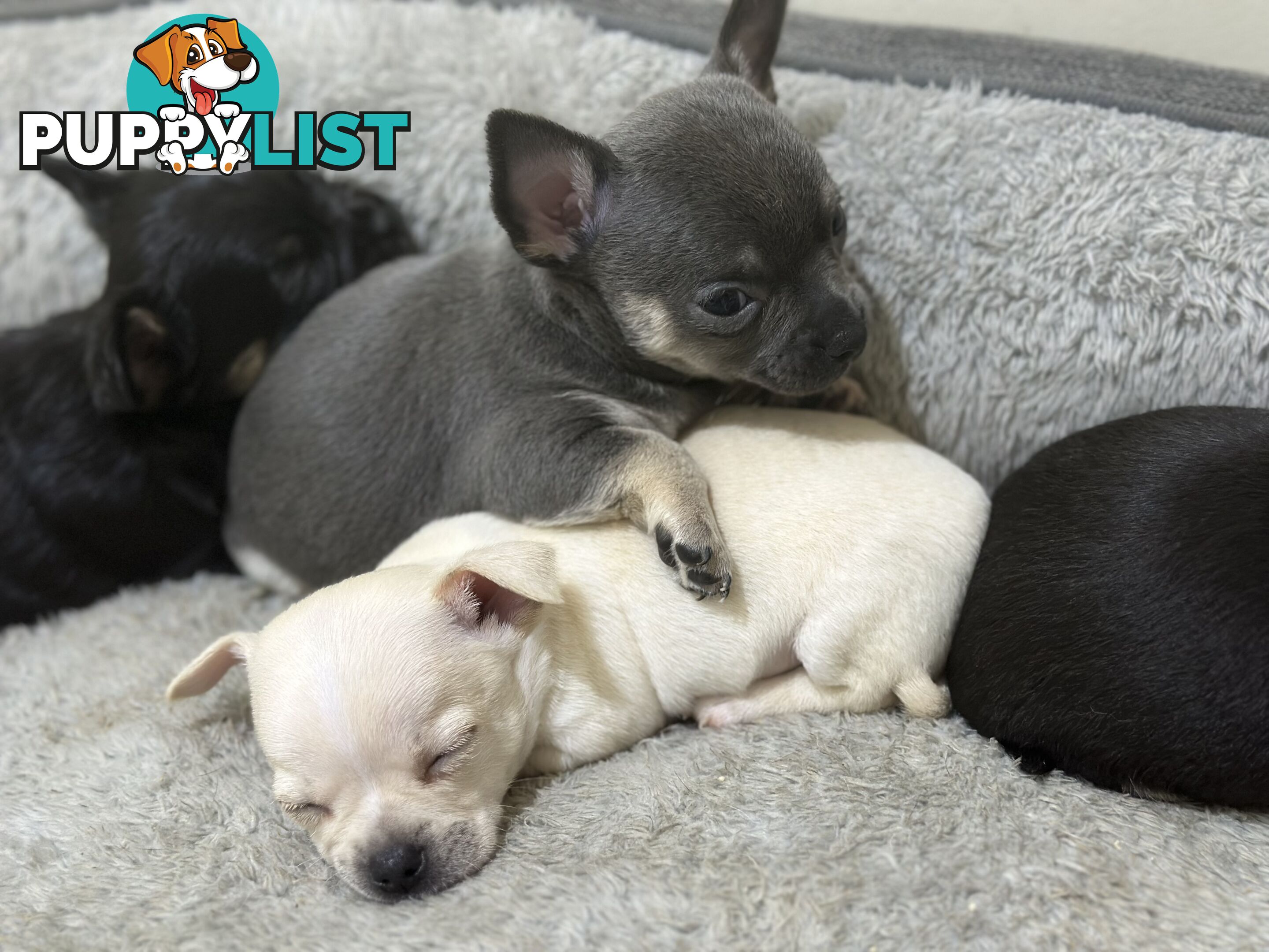 Chihuahua male puppies ready for their furever home