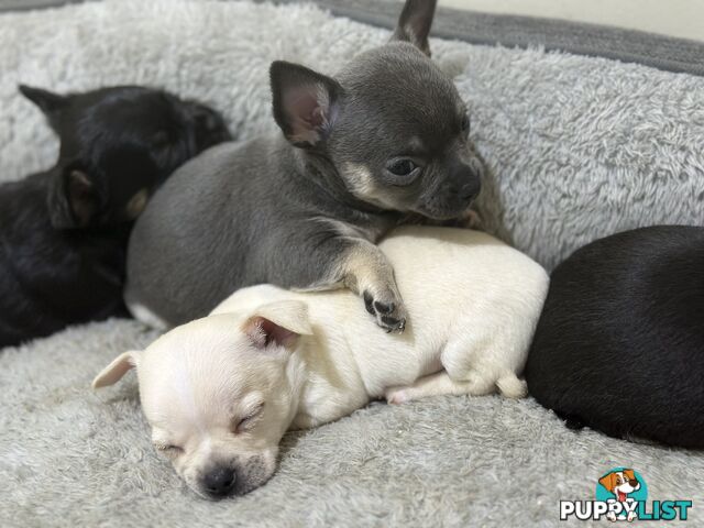 Chihuahua blue male puppy ready for their furever home