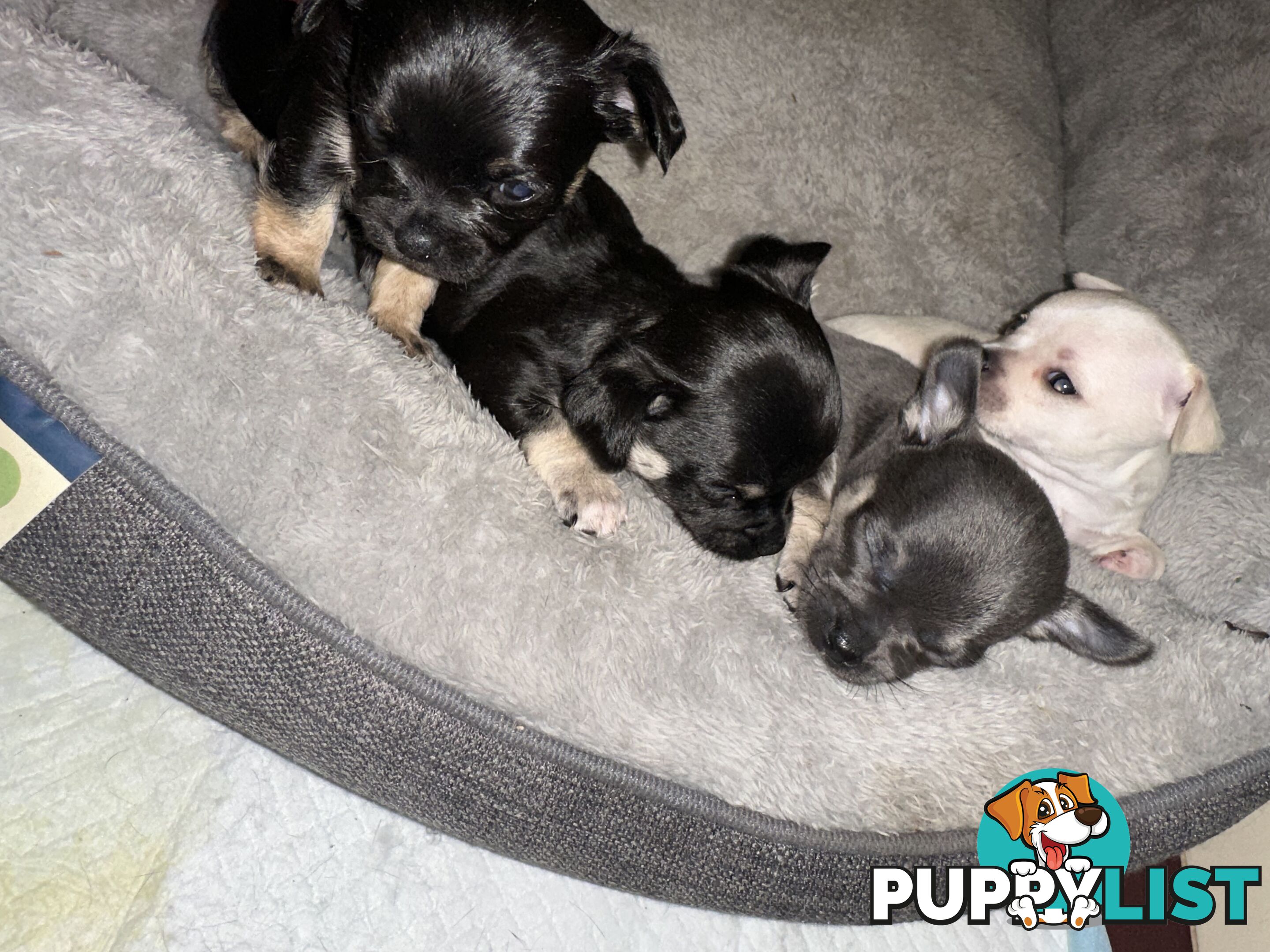 Chihuahua male puppies ready for their furever home