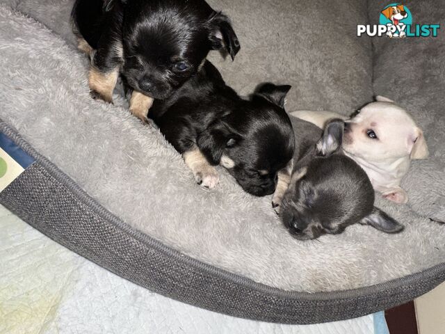 Chihuahua male puppies ready for their furever home