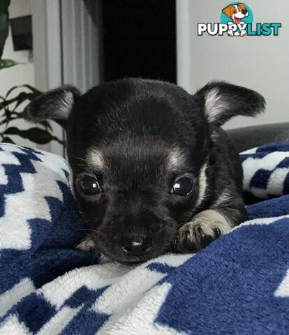 Chihuahua male puppies ready for their furever home