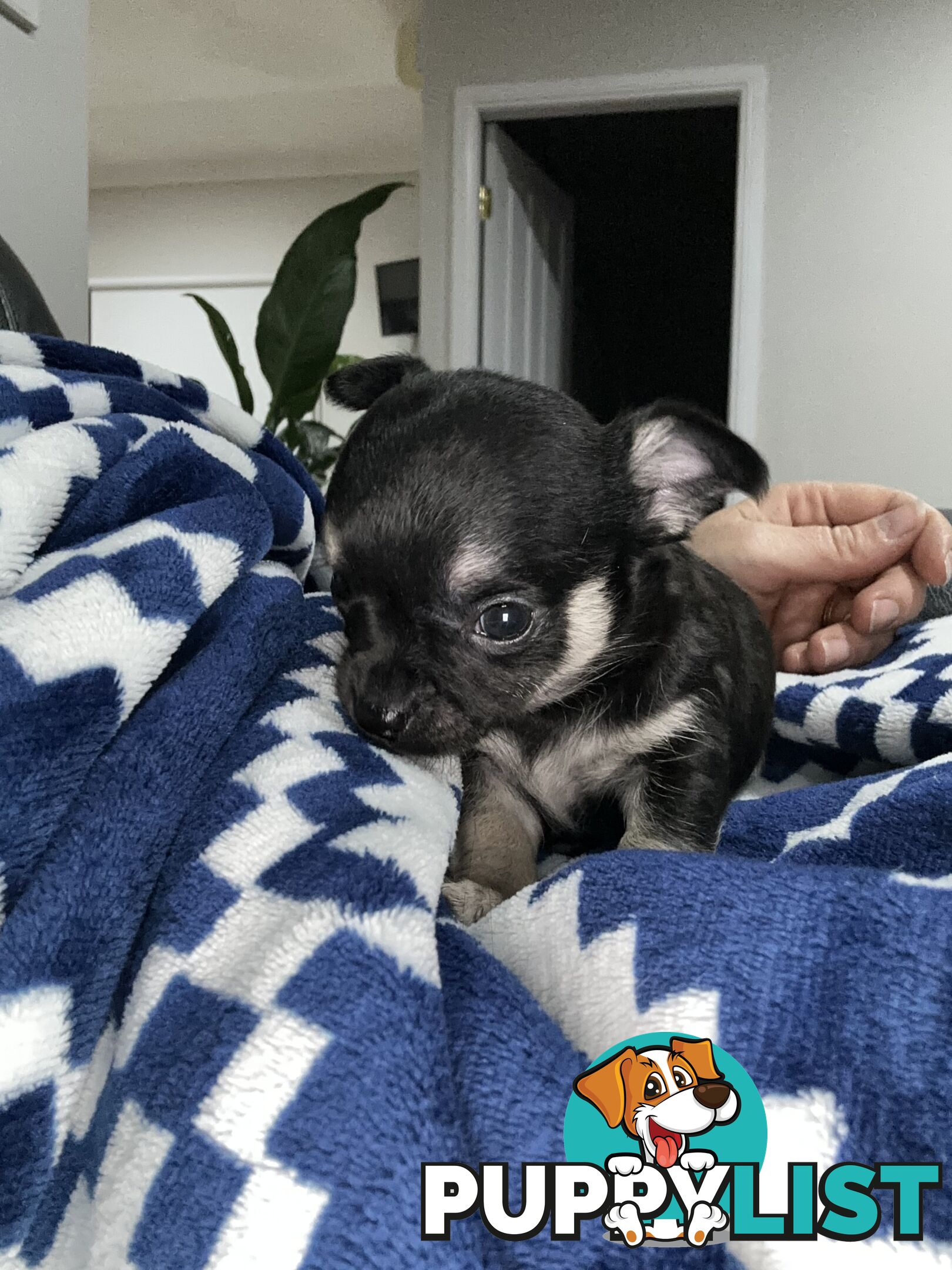 Chihuahua male puppies ready for their furever home