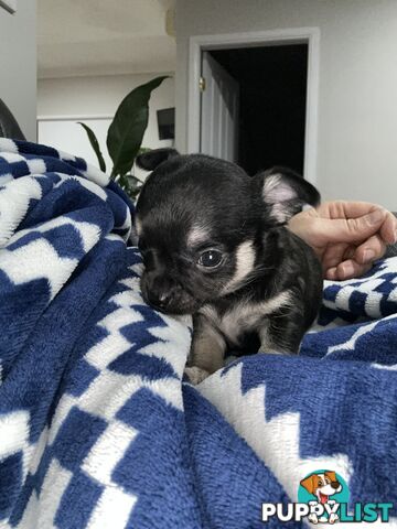 Chihuahua male puppies ready for their furever home