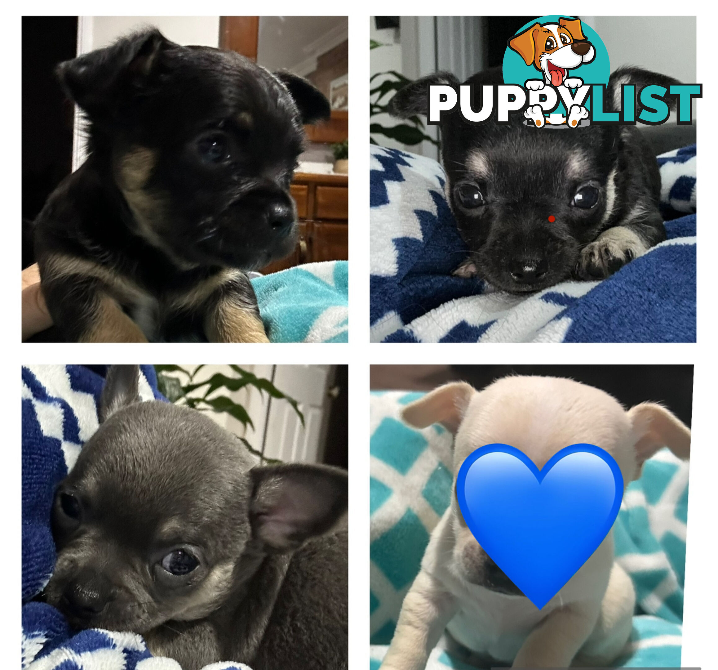 Chihuahua male puppies ready for their furever home